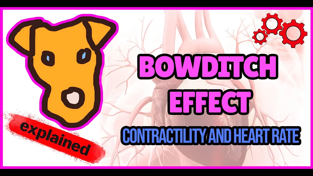 Mechanism of Bowditch effect.  Contractility and Heart Rate.