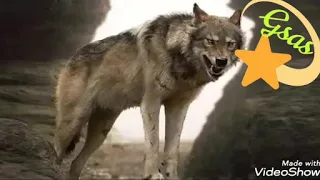 ياذيب ماجت الدنيا على الكيف ياذيب 