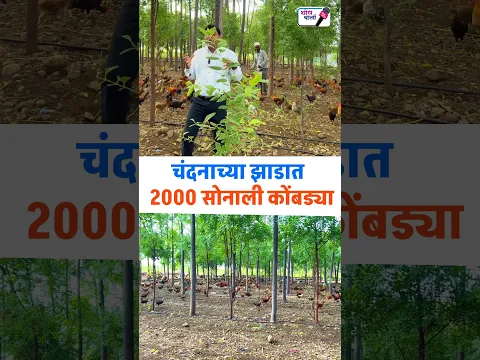 600 चंदनाची झाड आणि त्यामध्ये २००० पक्षाचे कोंबडी पालन! | चंदन शेती संपूर्ण माहिती | शोध वार्ता |