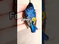 Download Lagu 🥺Finch 🐦 Ko Fever Hogya I #birds #fever #finch