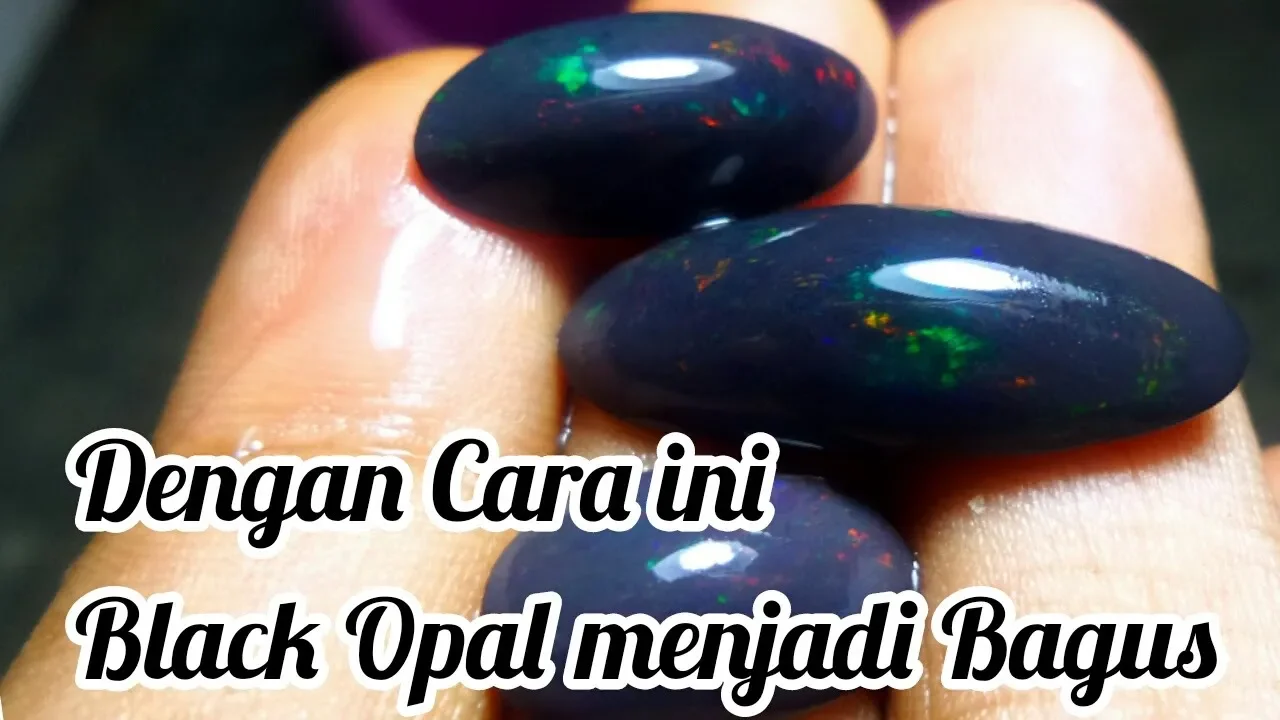 CEK HARGA BLACK OPAL SEMPUR KALIMAYA PINGGIR JALAN | RAWABENING THE SERIES