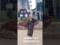 Lagu #@tarian adat ende lio
