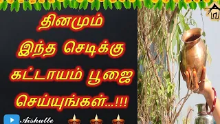 தினமும் இந்த செடிக்கு கட்டாயம் பூஜை செய்யுங்கள்…!!! | daily worship to this plant | Tulsi | Aishutte