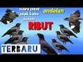 Download Lagu SUARA PIKAT BURUNG JALAK KEBO KOLONI RIBUT PALING AMPUH