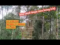 Download Lagu Hutan ini penuh dengan suara burung brinji~~ burung pikat sempat dibuat kebingungan