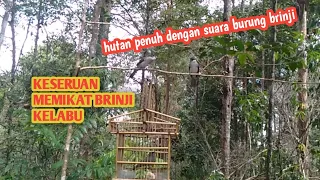 hutan ini penuh dengan suara burung brinji burung pikat sempat dibuat kebingungan