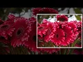 Download Lagu С   Грищук   Ты  со  мной   -  Летний  приветик