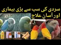 Lagu Budgies \u0026 Lovebirds Winter Diseases + Best Medicine Guide | Mujeeb Birds Breeding