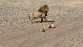 اشبال اسود صغيرة تلعب مع ابوها دندنها