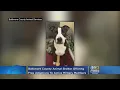 Baltimore County Animal Shelter Offers Free Adoptions To Active Military Memorial Day Weekend