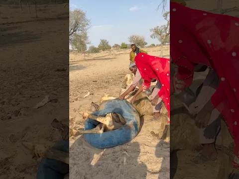 أهالي القرية يُزيلون أنبوب الماء العالق في ساق الجمل بعناية