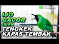 Download Lagu CUCAK IJO GACOR ISIAN TENGKEK UDANG VS KAPAS TEMBAK COCOK BUAT PANCINGAN LAWAN AGAR CEPAT JAMTROK