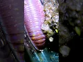 I found a rainbow coloured WORM