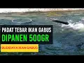 Download Lagu PART 213. PADAT TEBAR PEMBESARAN IKAN GABUS PANEN 500GR UP | BUDIDAYA IKAN GABUS