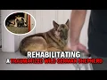 Healing a Wild Soul The Rescue of a Traumatized German Shepherd Dog Nation Throwbacks