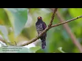 Lagu Violet cuckoo, 紫金鹃, 紫金鵑, Chrysococcyx xanthorhynchus,スミレテリカッコウ, SEWAH-ZAMRUD UNGU ... making call