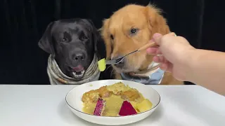 I Trust You With Everything Except Dinner. Labrador and Golden. Cute Pet Debut Plan