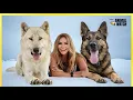 IS THE GERMAN SHEPHERD REALLY A WOLFDOG