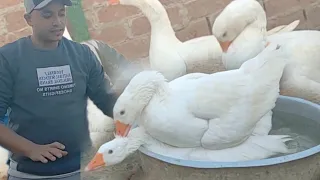 اسباب تاخر الوز عن البيض مع علاجه لو لقتى الجزء ده موجود عالجيه بسرعه للاستعداد لموسم التزواج دندنها