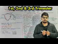 Fetal Development Development of Embryo or fetus Step by step