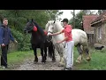 Download Lagu Armasarii lui Catalin de la Craidorolt, Satu Mare - 2025 Nou!!!