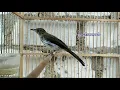 Download Lagu suara Pancingan burung siri siri besar Sumatra