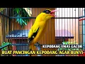 Download Lagu Burung kepodang emas gacor | Suara kepodang gacor ini bisa di jadikan pancingan kepodang malas bunyi