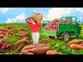 Download Lagu Harvest 1000+ Sweet Potatoes, Use 3-Wheeled Vehicle to Transport Them Go to Market Sell – Farm Life