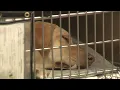 More veterinary space less euthanasia San Antonio ACS gets 15 3M expansion