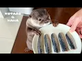 Download Lagu イワシを嫌がってたカワウソが一口食べたらこうなった　Otter Eats Sardines for the First Time and Gets Hooked