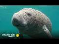 A Manatee Embarks on an Inland Journey to Warmer Waters Smithsonian Channel