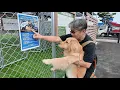 Download Lagu We arrived safely, but it may be canceled... [Golden Retriever Japan]