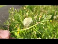 Download Lagu Large flowered vetch Vicia grandiflora, a superb wild vegetable
