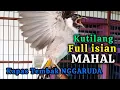 Download Lagu Kutilang Gacor Full Isian Mahal, Suara Kapas Tembak NGGARUDA