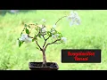 Bougainville Bonsai How To Make A Bougainvillea Bonsai Update