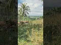 Download Lagu Pesona keindahan alam pedesaan #alampedesaan#trending#shortvideo#nature