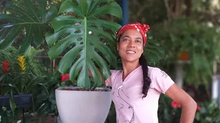 Plantando Costela de Adão