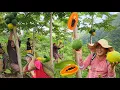 Download Lagu HARVESTING FRESH PAPAYA AND CHILI FROM THE FARM
