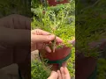 Download Lagu Portulaca cutting |Portulaca propagation |Table rose cutting |9 o’clock flower |low maintenance