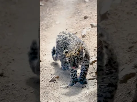 Baby Animals at the Cheyenne Mountain Zoo!