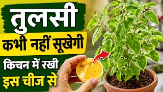 Tulsi Plant Care Tips | How To Take Care Of Tulsi Plant | Best Homemade Fertilizer For tulsi plant