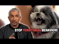 This Shih Tzu Pup Makes Me Bleed Cesar 911 Season 4 Ep 3 - Part 1