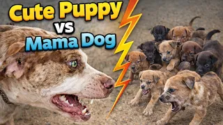 Cute Puppy vs Mama Dog Nursing lsn t Easy