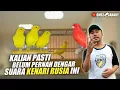 Download Lagu Mengenal 4 jenis suara KENARI SINGER paling keren | kalian pasti suka