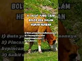 Download Lagu 4 cacat yang tidak boleh ada dalam hewan Kurban