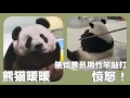 Download Lagu 熊猫暖暖：被饲养员用竹竿敲打引起关注，曾是马来西亚的熊猫长公主。园方及时道歉纠错，还暖暖幸福生活