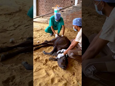 Dog Bite Calf Rescue | Back Injured | Innocent Need Help #calf #rescue #shorts