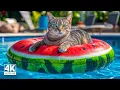 Download Lagu Kalmerende pianomuziek voor katten ♬ Kalmeer uw angstige kat onmiddellijk met spinnende geluiden