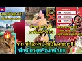 Download Lagu รวมข่าวสารบ้านเมืองเขมร😂🎬คุยเรื่องเหม็น!!! 🔥EP.201