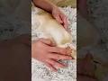 Download Lagu my baby got started to sleep on my hand #shorts #catlover #sammiehouse